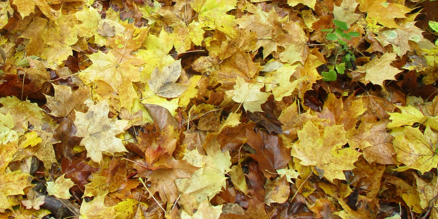 Ehrenamtliche Herbstlaubaktion fürn gesundheitlich angeschlagene Menschen und Senioren die diese Arbeit im eigenen Garten nicht mehr verrichten können